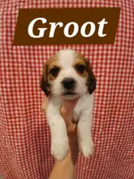 Groot, a male Shih Tzu and Miniature Dachshund for sale in Tucson, AZ – 1 of 6