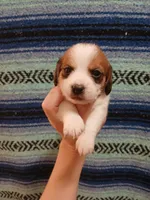 Thor, a male Shih Tzu and Miniature Dachshund for sale in Tucson, AZ – 5 of 6