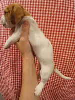 Aqua-Man, a male Shih Tzu and Miniature Dachshund for sale in Tucson, AZ – 3 of 6