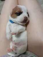 Super-Man, a male Shih Tzu and Miniature Dachshund for sale in Tucson, AZ – 6 of 6
