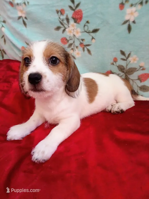 Thor – Shih Tzu, Miniature Dachshund puppy for sale in Tucson, AZ
