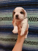 Spider-Man , a male Shih Tzu and Miniature Dachshund for sale in Tucson, AZ – 5 of 6