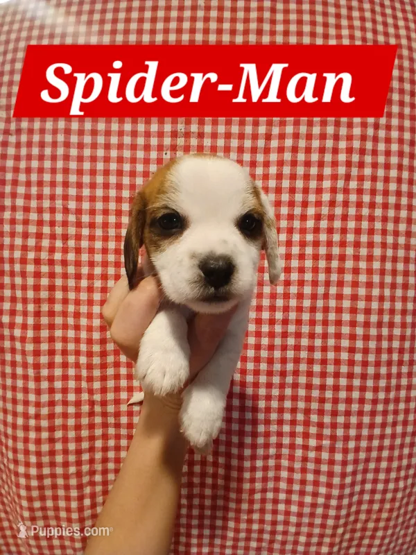 Spider-Man  – Shih Tzu, Miniature Dachshund puppy for sale in Tucson, AZ