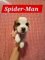 Spider-Man , a male Shih Tzu and Miniature Dachshund for sale in Tucson, AZ – 1 of 6