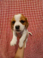 Super-Man, a male Shih Tzu and Miniature Dachshund for sale in Tucson, AZ – 4 of 6