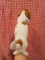 Bruce-Banner , a male Shih Tzu and Miniature Dachshund for sale in Tucson, AZ – 4 of 6