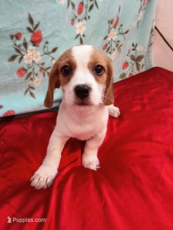 Super-Man – Shih Tzu, Miniature Dachshund puppy for sale in Tucson, AZ