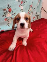 Super-Man, a male Shih Tzu and Miniature Dachshund for sale in Tucson, AZ – 1 of 10