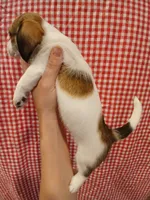 Groot, a male Shih Tzu and Miniature Dachshund for sale in Tucson, AZ – 3 of 6