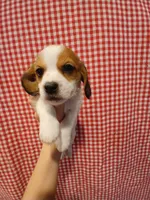 Thor, a male Shih Tzu and Miniature Dachshund for sale in Tucson, AZ – 3 of 6