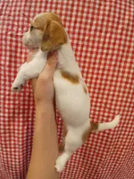 Bruce-Banner , a male Shih Tzu and Miniature Dachshund for sale in Tucson, AZ – 2 of 6
