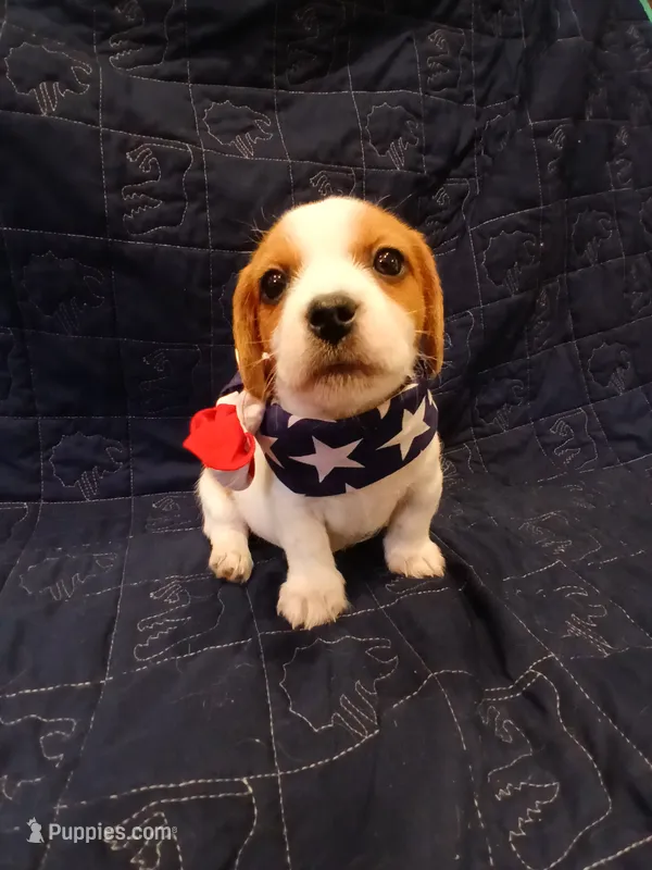 Super-Man – Shih Tzu, Miniature Dachshund puppy for sale in Tucson, AZ