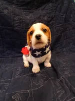 Super-Man, a male Shih Tzu and Miniature Dachshund for sale in Tucson, AZ – 6 of 10