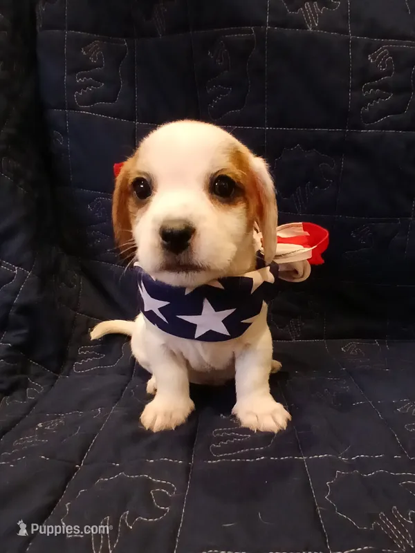 Spider-Man  – Shih Tzu, Miniature Dachshund puppy for sale in Tucson, AZ