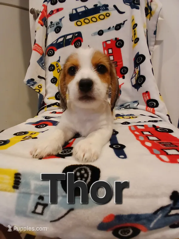 Thor – Shih Tzu, Miniature Dachshund puppy for sale in Tucson, AZ