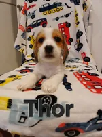 Thor, a male Shih Tzu and Miniature Dachshund for sale in Tucson, AZ – 4 of 10