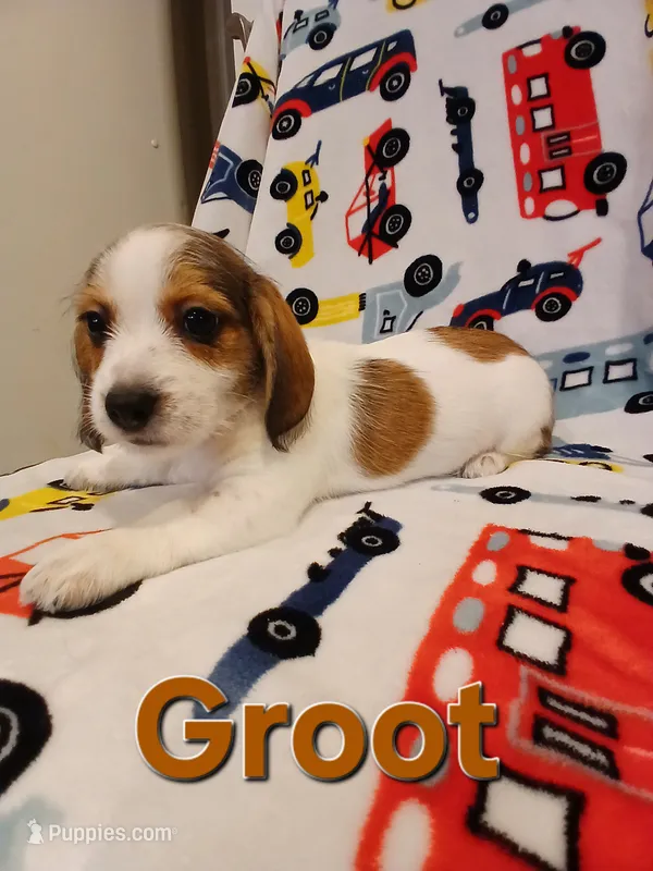 Groot – Shih Tzu, Miniature Dachshund puppy for sale in Tucson, AZ