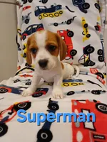 Super-Man, a male Shih Tzu and Miniature Dachshund for sale in Tucson, AZ – 5 of 10