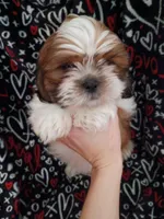 Dash, a male Shih Tzu for sale in Tucson, AZ – Photo 1 of 10