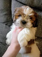 Dash, a male Shih Tzu for sale in Tucson, AZ – Photo 6 of 10