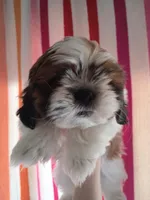 Dash, a male Shih Tzu for sale in Tucson, AZ – Photo 8 of 10