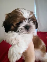 Dash, a male Shih Tzu for sale in Tucson, AZ – Photo 3 of 10