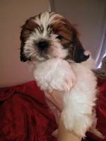 Dash, a male Shih Tzu for sale in Tucson, AZ – Photo 10 of 10