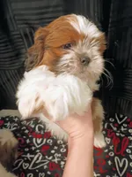 Dash, a male Shih Tzu for sale in Tucson, AZ – Photo 7 of 10
