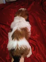 Dash, a male Shih Tzu for sale in Tucson, AZ – Photo 5 of 10