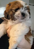 Dash, a male Shih Tzu for sale in Tucson, AZ – Photo 2 of 10