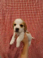 Bruce-Banner , a male Shih Tzu and Miniature Dachshund for sale in Tucson, AZ – 3 of 6