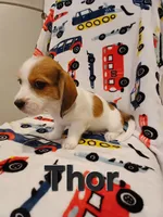 Thor, a male Shih Tzu and Miniature Dachshund for sale in Tucson, AZ – 5 of 10