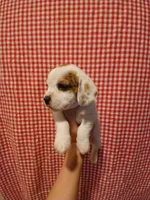 Spider-Man , a male Shih Tzu and Miniature Dachshund for sale in Tucson, AZ – 2 of 6