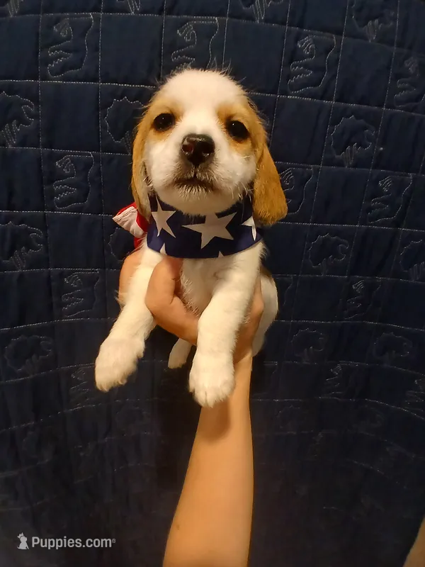 Bruce-Banner  – Shih Tzu, Miniature Dachshund puppy for sale in Tucson, AZ