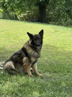 Lucy, a female German Shepherd Dog for sale in Blountsville, AL – 2 of 4