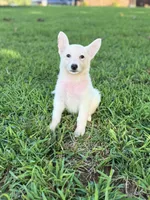 Ellie, a female German Shepherd Dog for sale in Blountsville, AL – 2 of 9
