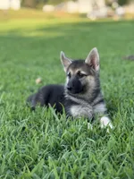 Sasha , a female German Shepherd Dog for sale in Blountsville, AL – 4 of 10