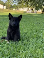 Roxy, a female German Shepherd Dog for sale in Blountsville, AL – 7 of 10