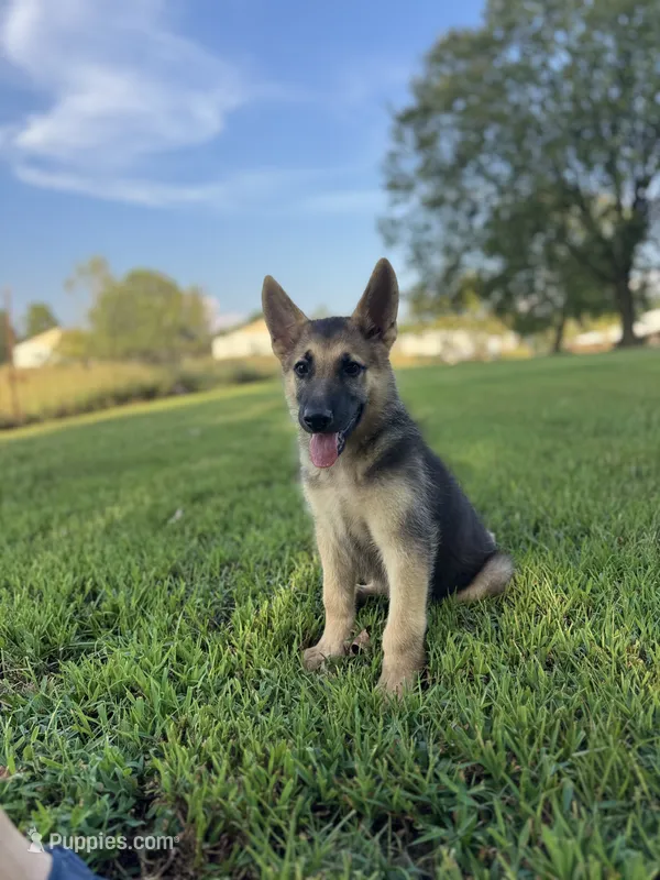 Boss – German Shepherd Dog puppy for sale in Blountsville, AL