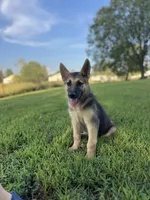 Boss, a male German Shepherd Dog for sale in Blountsville, AL – 1 of 10