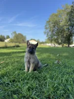 Rocky, a male German Shepherd Dog for sale in Blountsville, AL – 4 of 10