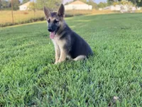 Boss, a male German Shepherd Dog for sale in Blountsville, AL – 2 of 10