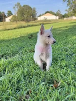 Ellie, a female German Shepherd Dog for sale in Blountsville, AL – 4 of 9