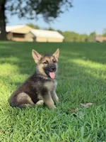 Boss, a male German Shepherd Dog for sale in Blountsville, AL – 5 of 8