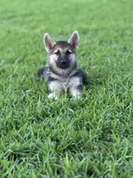 Sasha , a female German Shepherd Dog for sale in Blountsville, AL – 6 of 10