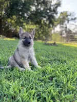 Rocky, a male German Shepherd Dog for sale in Blountsville, AL – 5 of 10