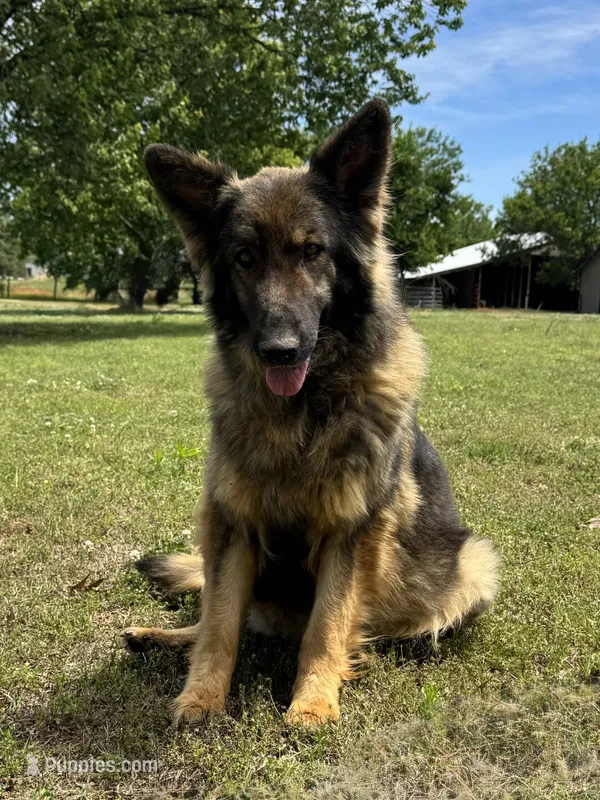 Lucy – German Shepherd Dog puppy for sale in Blountsville, AL