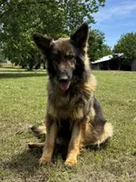 Lucy, a female German Shepherd Dog for sale in Blountsville, AL – 1 of 4