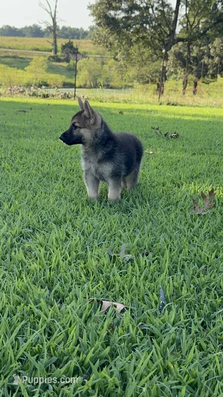 Boss – German Shepherd Dog puppy for sale in Blountsville, AL