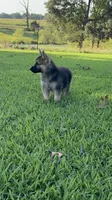 Boss, a male German Shepherd Dog for sale in Blountsville, AL – 1 of 8